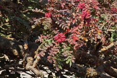 Frankincense tree in blossom Stock Image