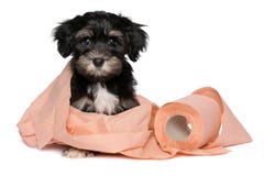 havanese potty problems toilet paper royalty free stock images image 33294409 havanese potty problems toilet paper royalty free stock images image 33294409