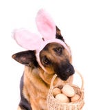 Funny Easter Dog With Basket Royalty Free Stock Photography