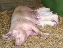 Dreckiger Dreier mit schwangerer German Mutter Sau Dreckiger Dreier mit schwangerer German Mutter Sau