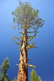 Giant Lone Cedar Tree Royalty Free Stock Image