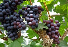 Grapes on vine Stock Photo