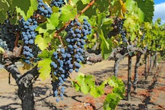 Grapes on the vine in the Napa Valley of California Stock Photography