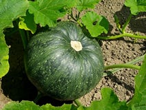 Growing A Pumkin Patch