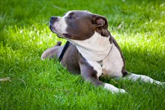 Happy dog Royalty Free Stock Image