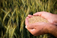 Harvest Stock Photo