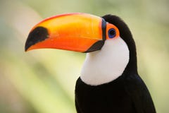 Close-up Of A Toco Toucan Stock Images - Ima