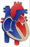 Heart Cross Section Stock Photos, Images, & Pictures ...