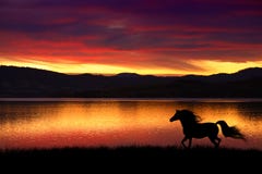 Horse and sunset Horse and sunset