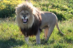 Huge Roaring Male Lion Stock Photography