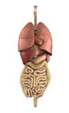 Female Lower Back Anatomy Internal Organs - Female internal organs