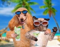 Dogs And Cats Summer Partying Dogs And Cats Summer Partying