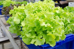 Hydroponic gardening houston developing cilantro with hydroponics