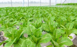 Hydroponic vegetables plantation Stock Image
