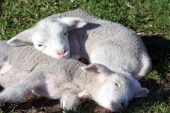Lambs Sleeping Stock Image