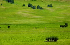 Landscapes of Grassland Royalty Free Stock Photos