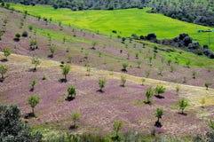 Mountains in Spring, Andalusia, Spain. Stock Photography