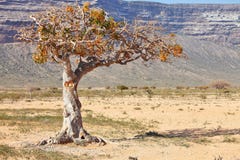 Myrrh tree Stock Image