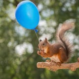 [Bild: nut-message-female-red-squirrel-balloon-56531508.jpg]