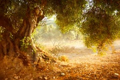 Old Olive Tree Stock Photos
