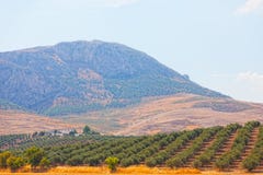 Olive grove on a mountain Stock Images