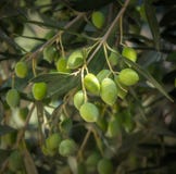 Olive tree branch Royalty Free Stock Photo