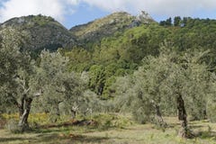 Olive trees Stock Image