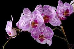 Orquídeas coloridas Foto de archivo