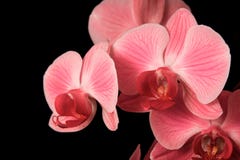 Orquídeas rojas Fotografía de archivo
