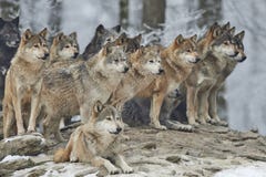 طبيعية الحياة البرية 2013 2014 pack-wolves-snow-65972570.jpg