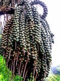 Palm fruits Royalty Free Stock Photo