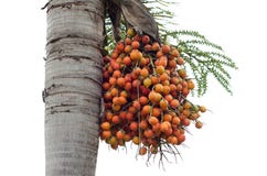 Palm fruits Stock Image