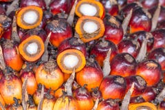 Palm Oil Fruits Stock Photos