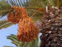 Palm tree fruits Royalty Free Stock Photography