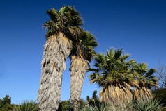 Palm trees Royalty Free Stock Photos