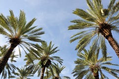 Palm Trees Royalty Free Stock Photo
