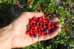 LES FRUITS COMMENÇANT PAR A Paume-humaine-complètement-des-baies-de-l-airelle-rouge-et-des-myrtilles-33195890