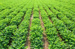 Peanut farm Stock Photo