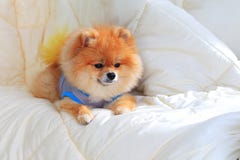 pomeranian wearing clothes pet grooming stock photos images pictures 12 744 images pomeranian wearing clothes pet grooming stock photos images pictures 12 744 images