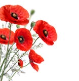 Poppy flowers Royalty Free Stock Photos