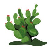 Prickly Pear Cactus Royalty Free Stock Images