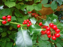 Red Holly Berries on a holly bush