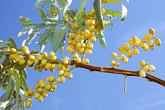 Ripening wild olive fruits Stock Image