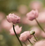 Romantic buttercup flowers Stock Photos