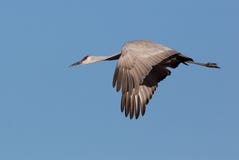 Sandhill crane flying. Stock Image