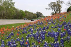 Scenic Road with Flowers Stock Photography