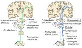 Nervenbahnen Gehirn