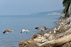 seagulls seashore fly royalty