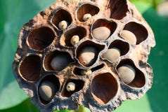 Seed Head Of Lotus Stock Photos - Image: 30