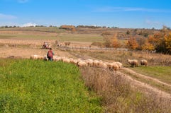 Sheep and Shepherd Royalty Free Stock Photography